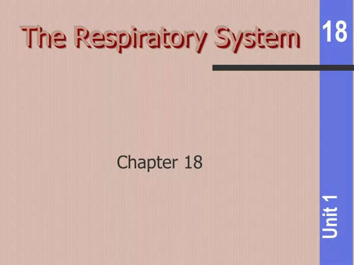 the respiratory system