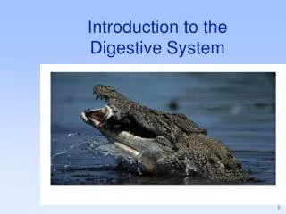 introduction to the digestive system