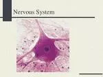Nervous System - slide 1