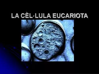 la c l lula eucariota