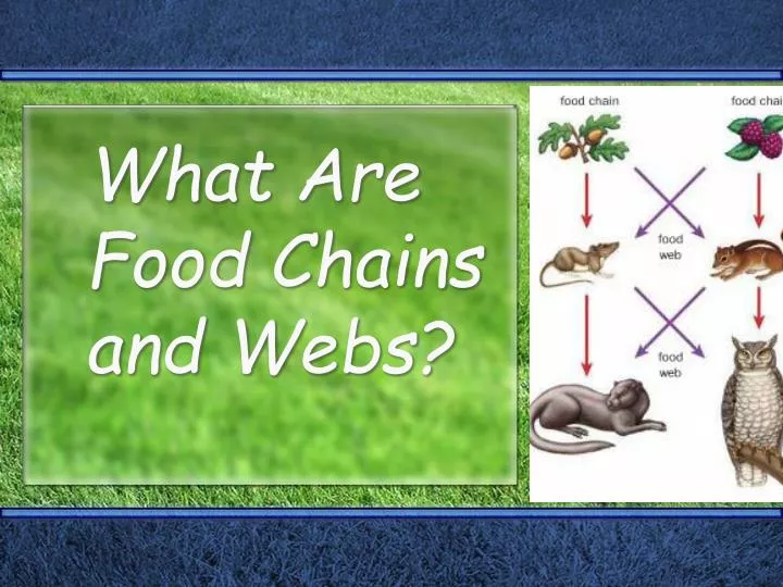 what are food chains and webs