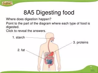 Where does digestion happen? Point to the part of the diagram where each type of food is digested. Click to reveal the a