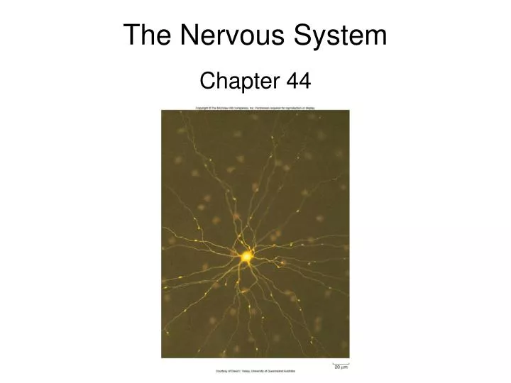 the nervous system