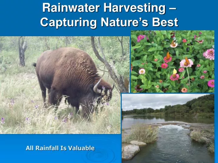 rainwater harvesting capturing nature s best