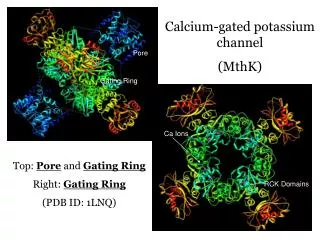 Calcium-gated potassium channel (MthK)