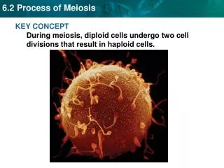KEY CONCEPT During meiosis, diploid cells undergo two cell divisions that result in haploid cells.