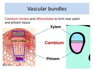 Vascular bundles