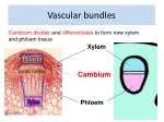 Vascular bundles - slide 1
