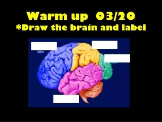 Warm up 03/20 *Draw the brain and label