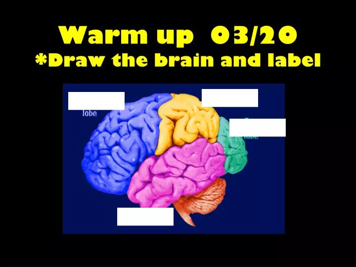 warm up 03 20 draw the brain and label
