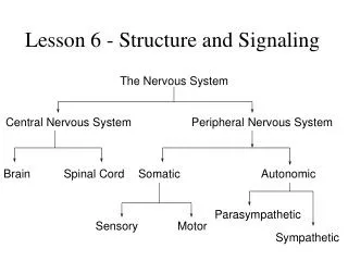 Lesson 6 - Structure and Signaling