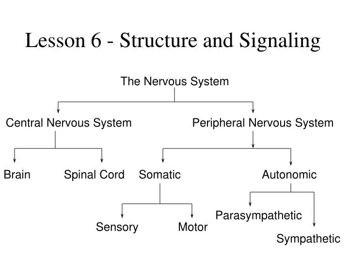 lesson 6 structure and signaling