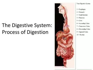 The Digestive System: Process of Digestion