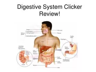 Digestive System Clicker Review!