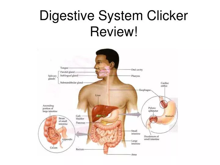 digestive system clicker review