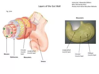 Layers of the Gut Wall