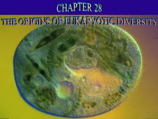 CHAPTER 28 THE ORIGINS OF EUKARYOTIC DIVERSITY