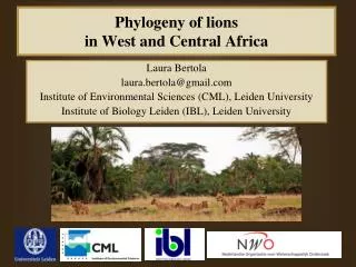 Phylogeny of lions in West and Central Africa