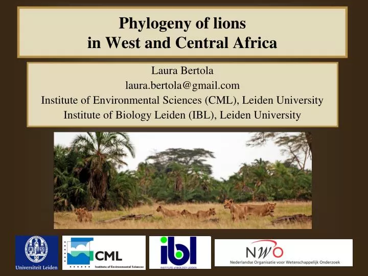phylogeny of lions in west and central africa