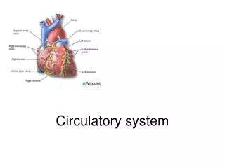 circulatory system