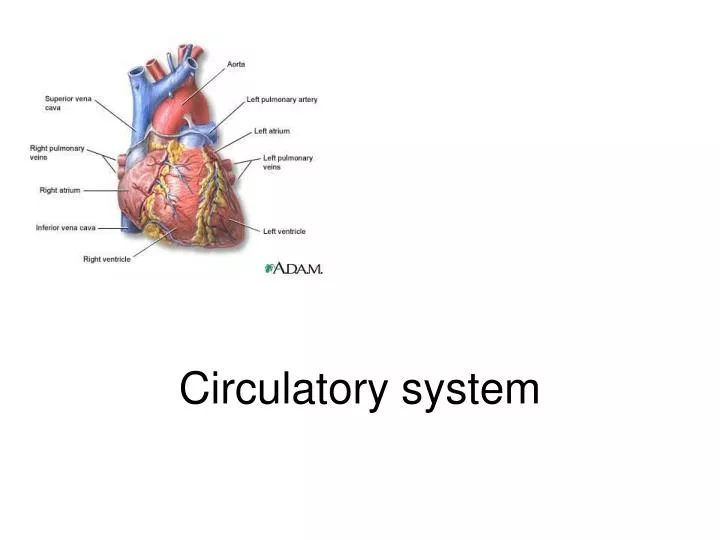 circulatory system