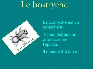 le bostryche