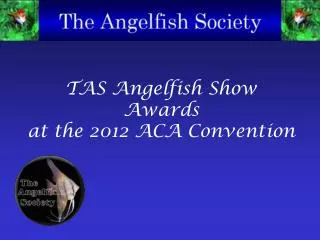 TAS Angelfish Show Awards at the 2012 ACA Convention