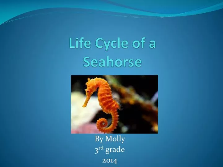 life cycle of a seahorse
