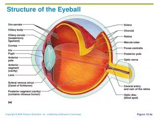Structure of the Eyeball