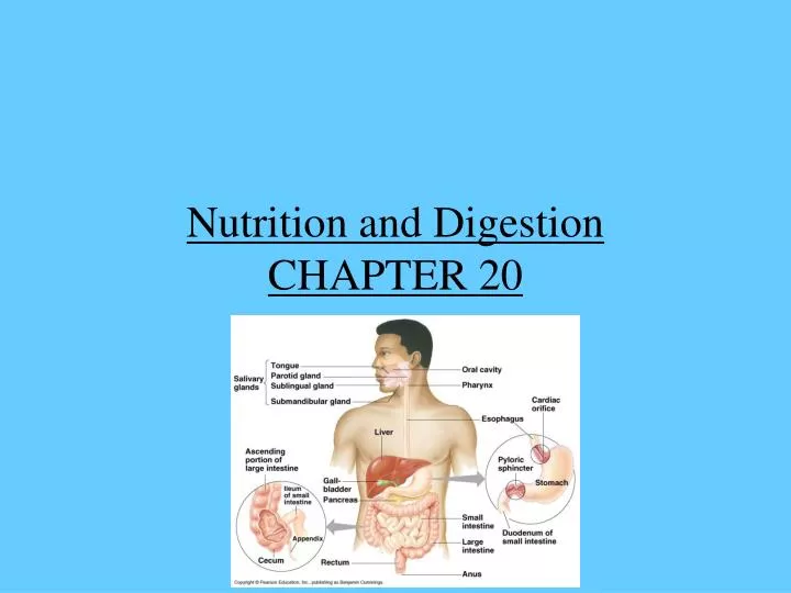 nutrition and digestion chapter 20