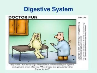 Digestive System