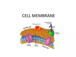 CELL MEMBRANE