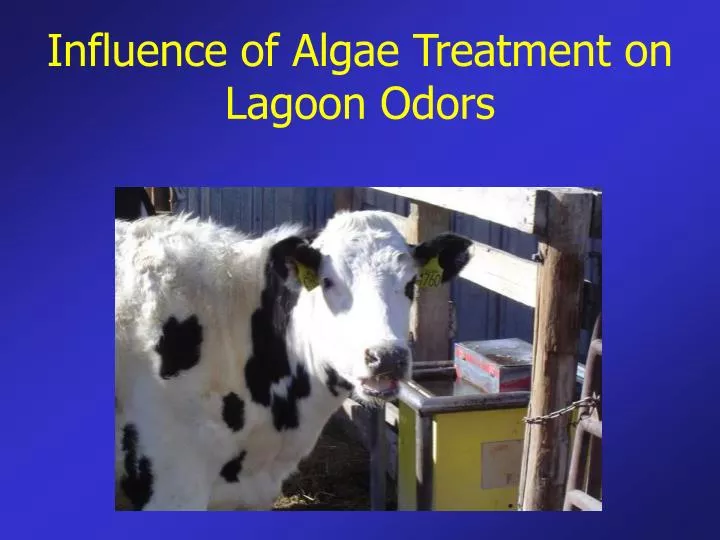 influence of algae treatment on lagoon odors