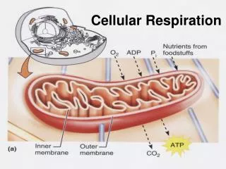 Cellular Respiration