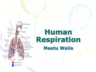 Human Respiration