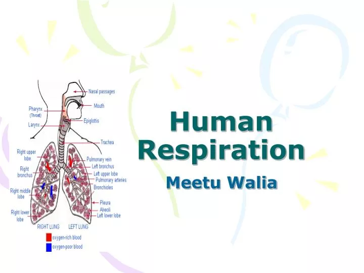 human respiration