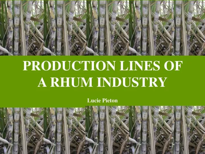 production lines of a rhum industry lucie pieton