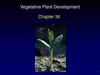 Vegetative Plant Development