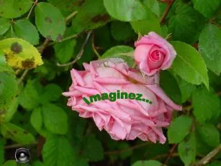 Imaginez...