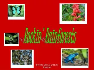 Rockin' Rainforests