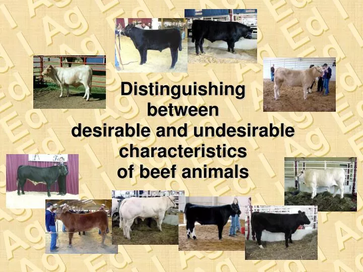 distinguishing between desirable and undesirable characteristics of beef animals