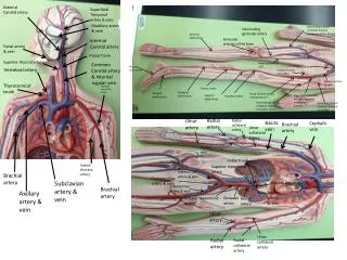 Subclavian artery &amp; vein