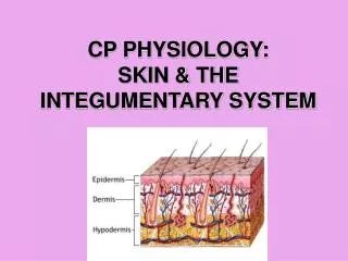 CP PHYSIOLOGY: SKIN &amp; THE INTEGUMENTARY SYSTEM