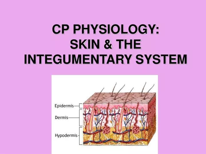 cp physiology skin the integumentary system