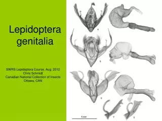 Lepidoptera genitalia