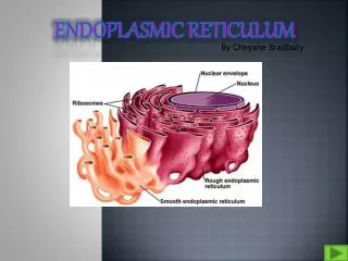 Endoplasmic Reticulum