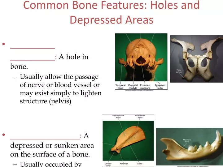 common bone features holes and depressed areas