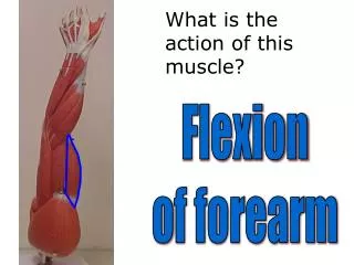 What is the action of this muscle?