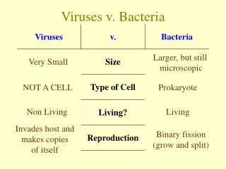 viruses v bacteria