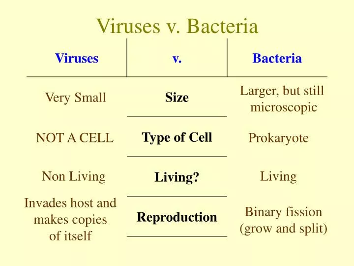 viruses v bacteria